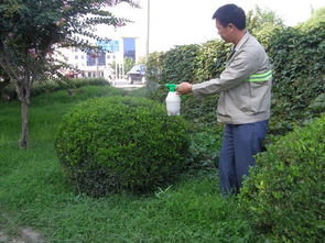 園林綠化工程,園林綠化工程生產廠家,園林綠化工程價格