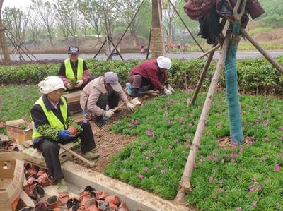 市園林中心推進(jìn)金陵路綠化帶草花種植工作